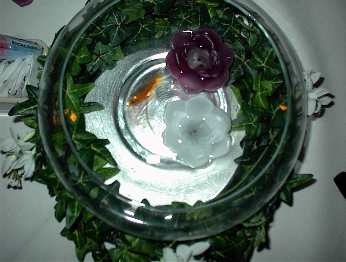 Click to see DSC00032.JPG